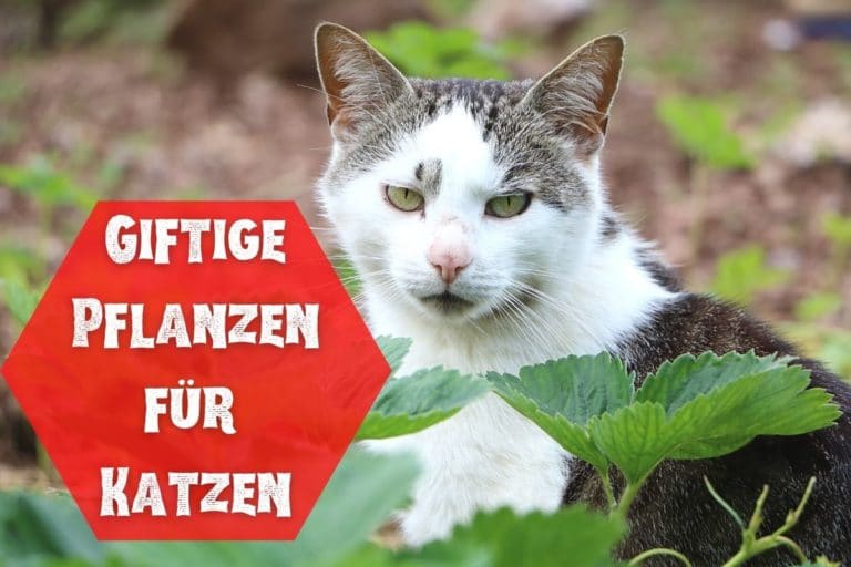 Giftige und ungiftige Pflanzen für Katzen Liste Gartenrat.de