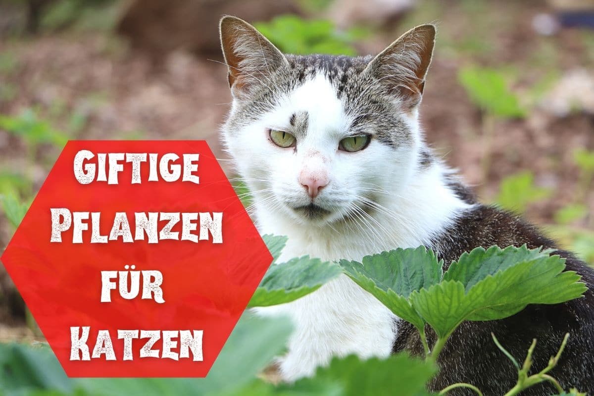 Giftige Pflanzen für Katzen