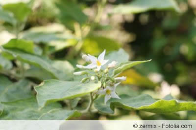 Auberginenpflanze Blüte