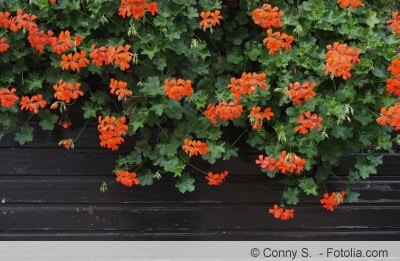 rote hängende Pelargonien