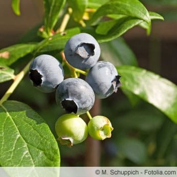 Waldheidelbeeren