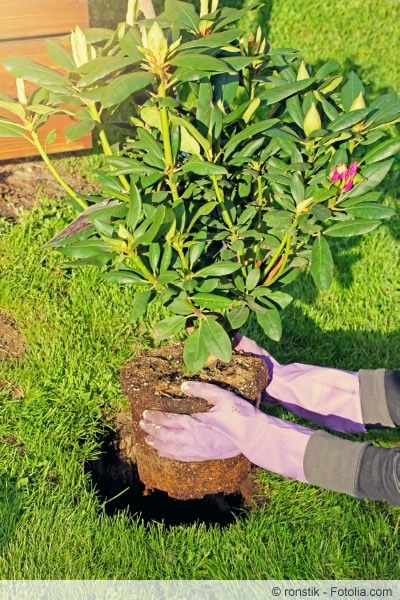 Rhododendron pflanzen