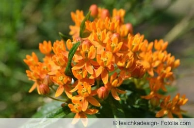 Asclepias tuberosa