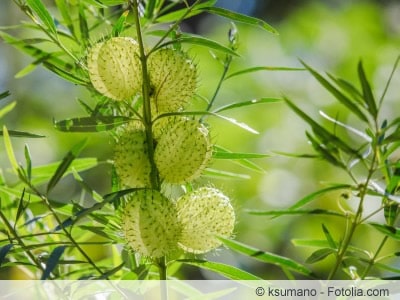 Asclepias Samen