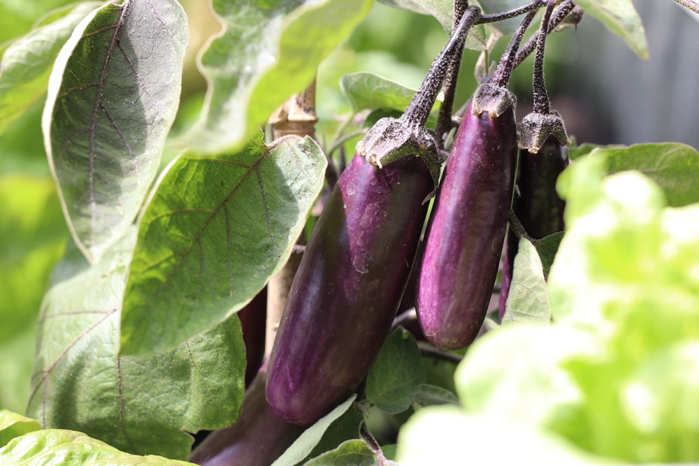 Aubergine - Solanum melongena