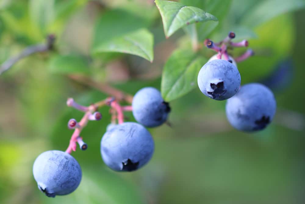 Gartenheidelbeeren