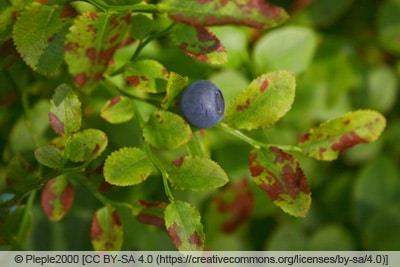 Heidelbeeren mit verfärbten Blättern