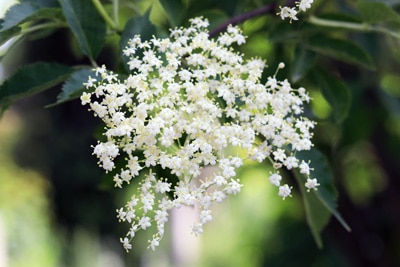 Schwarzer Holunder - Sambucus nigra