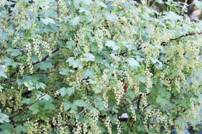 Johannisbeere als Blütenhecke