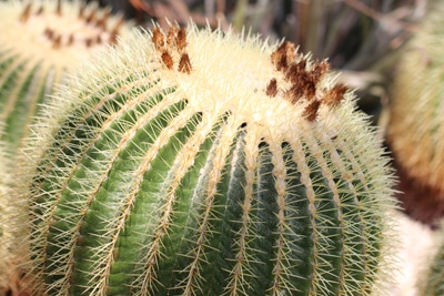 Echinocactus grusonii