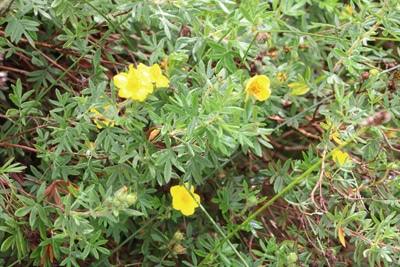 Fingerstrauch - Potentilla fructicosa