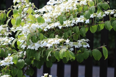 Japanischer Schneeball - Viburnum plicatum 