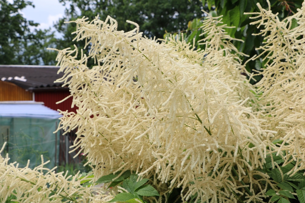 Prachtspiere - Astilbe