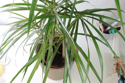 Zimmerpalmen - Dracaena marginata - Gerandeter Drachenbaum