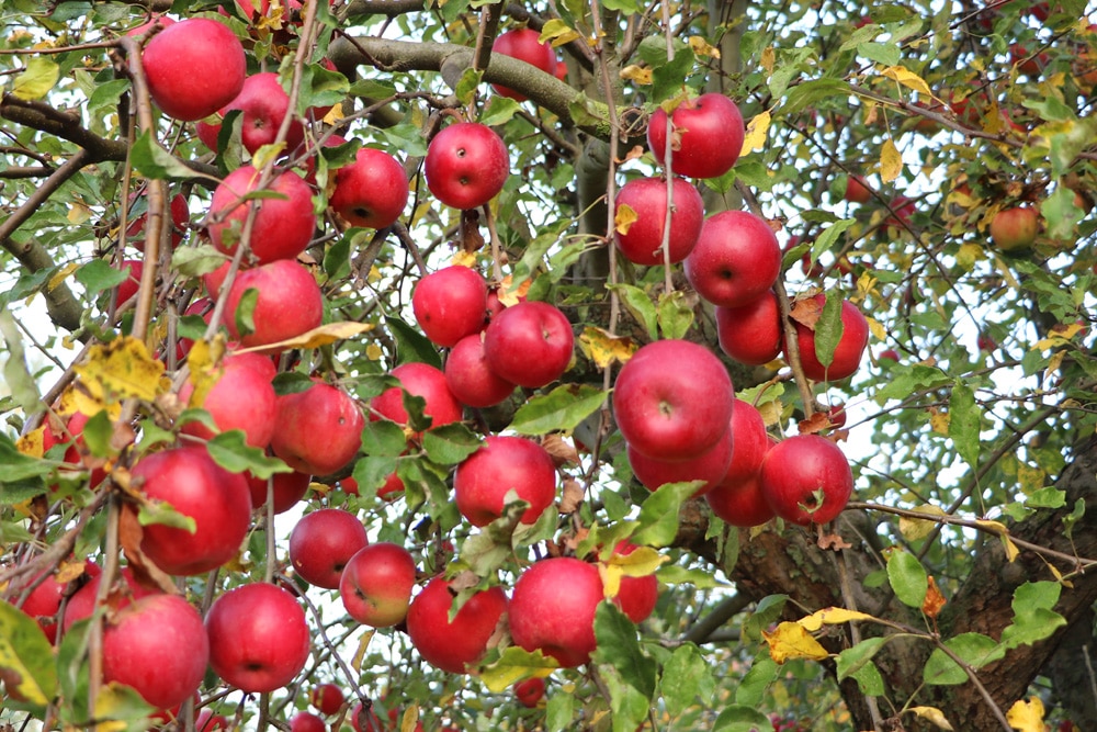 Apfelbaum, kein Kaffeesatz Dünger