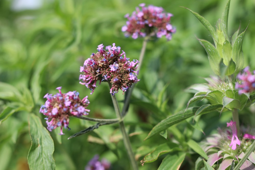 Argentinisches Eisenkraut - Verbena bonariensis