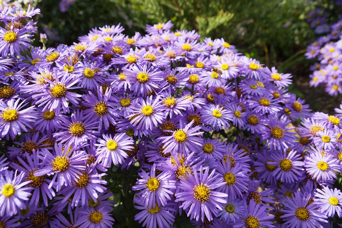 Blumensorten - Aster