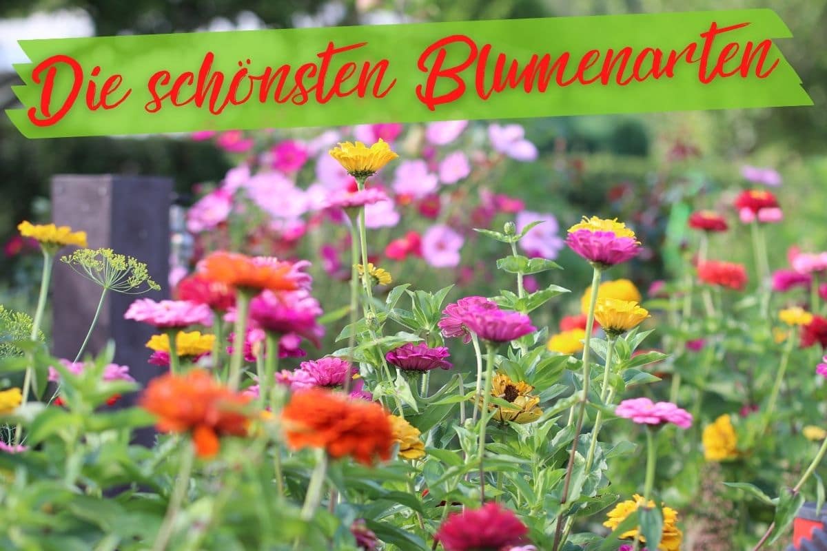 Blumenarten - Blumensorten - Blumenbeet