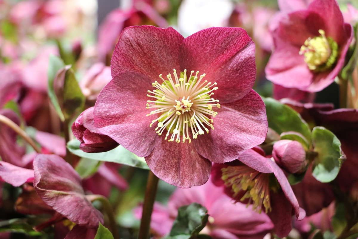 Christrose - Helleborus niger