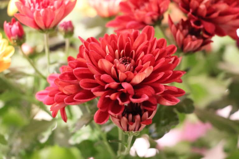Blumenarten Alle Blumensorten von AZ im Überblick Gartenrat.de