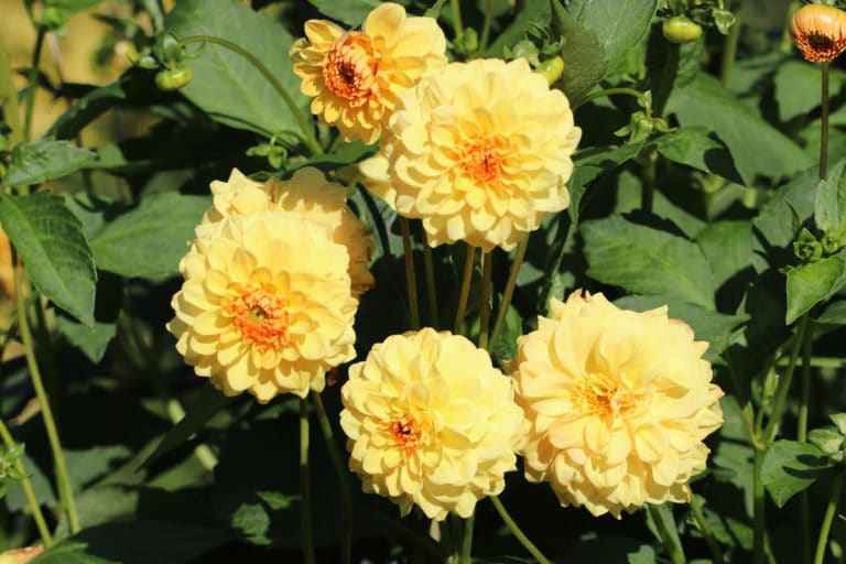 Blumenarten Alle Blumensorten von AZ im Überblick Gartenrat.de