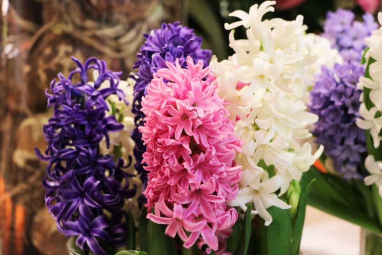 Blumenarten: Alle Blumensorten von A-Z im Überblick - Gartenrat.de