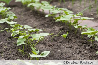 Buschbohnen im Garten