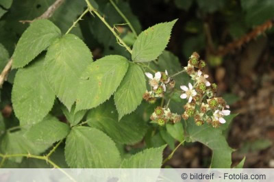 Brombeer Strauch