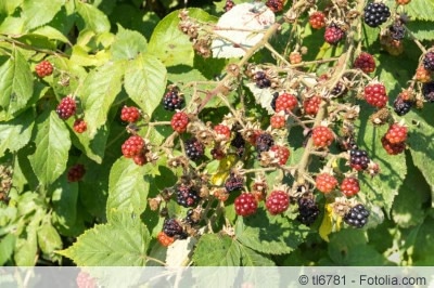 Wilde Brombeeren