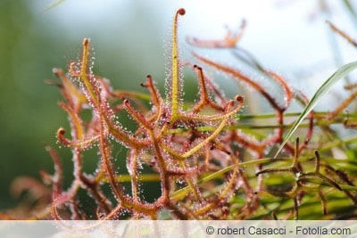 drosera binata