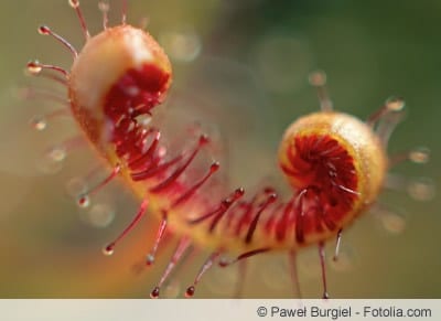 drosera binata