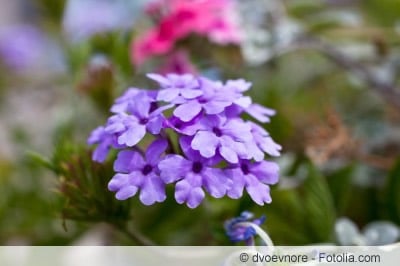 Verbena bonariensis