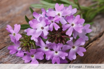 Argentinisches Eisenkraut Blüte