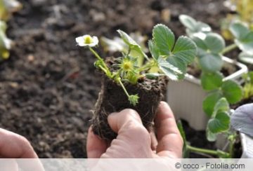 Wann und in welche Erde pflanzt man Erdbeerpflanzen? Gartenrat.de