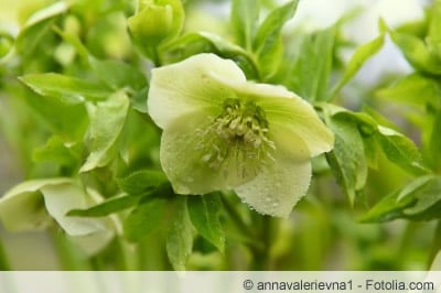 Nieswurz junge Blüte