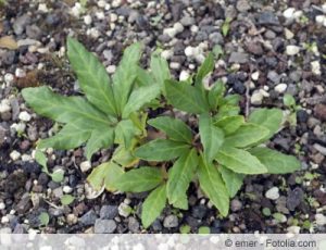 Lenzrose, Nieswurz, Helleborus orientalis Pflege & Schneiden