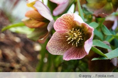 Blüte der Lenzrose