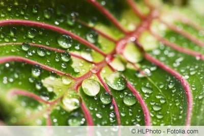 Maranta leuconeura Blatt