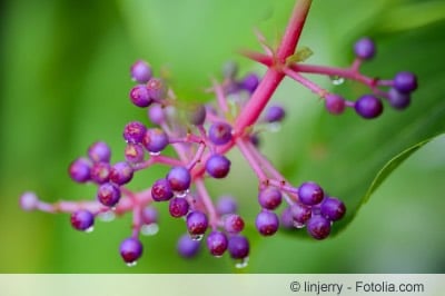 Medinilla magnifica Blüte