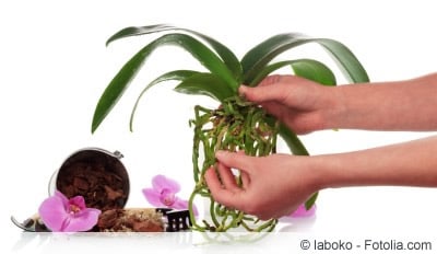 Orchidee umtopfen