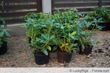 59+ Rhododendron Pflanzen Zeitpunkt, Wann ist die beste jahreszeit,
