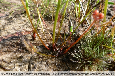 Drosera binata