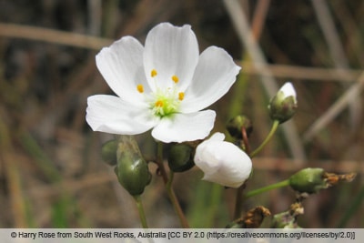 Drosera binata