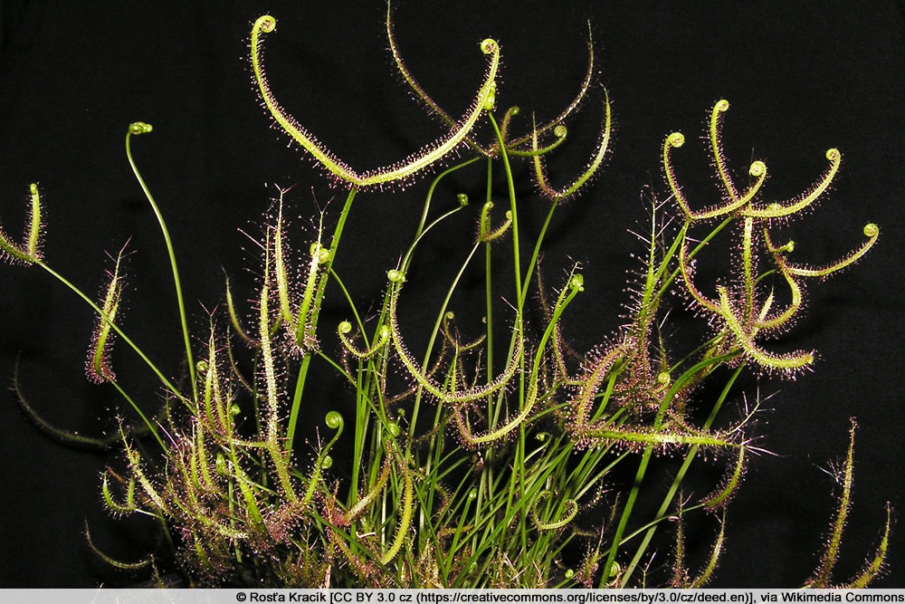 Drosera binata