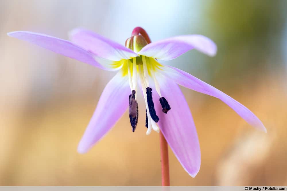 Hundszahn - Erythronium dens-canis