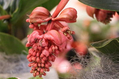 Medinille - Medinilla magnifica