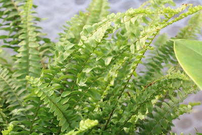 Schwertfarn - Nephrolepis exaltata