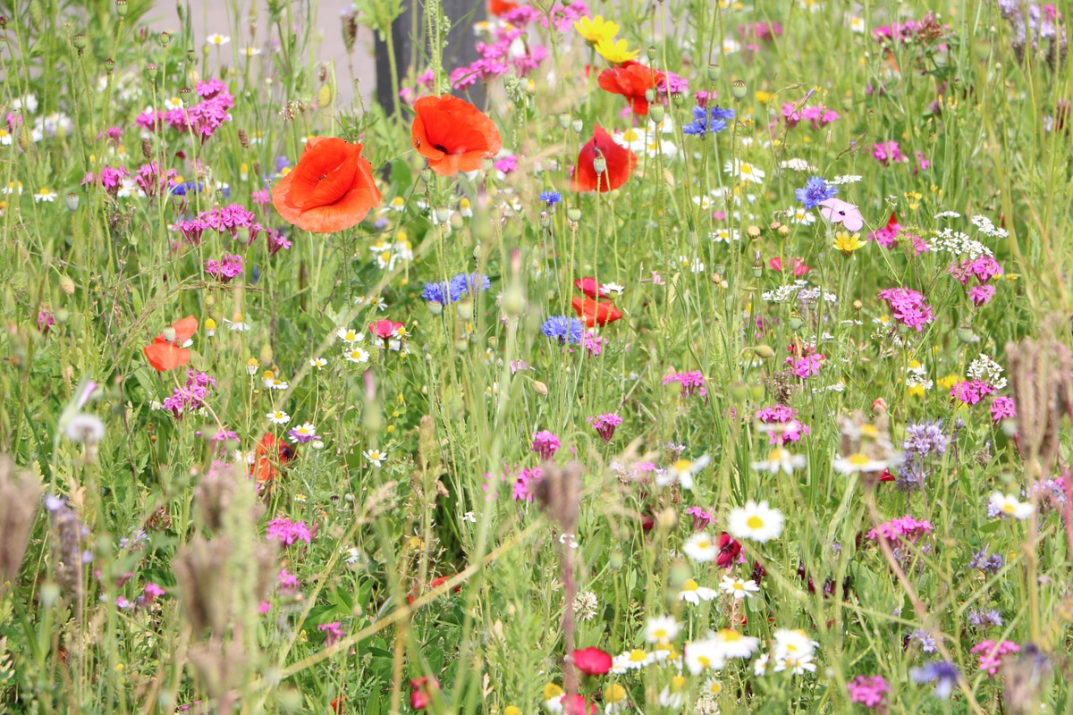 Blumensorten - Klatschmohn