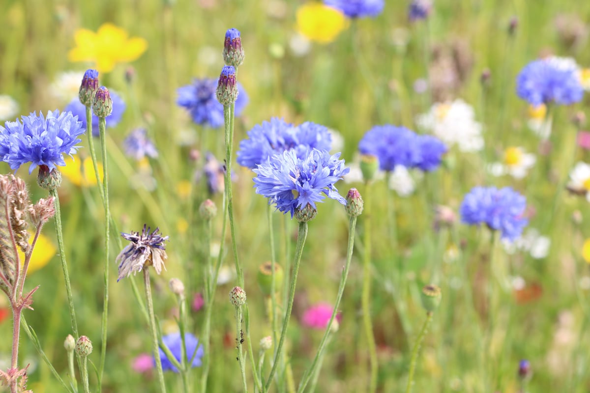 Kornblume - Centaurea cyanus