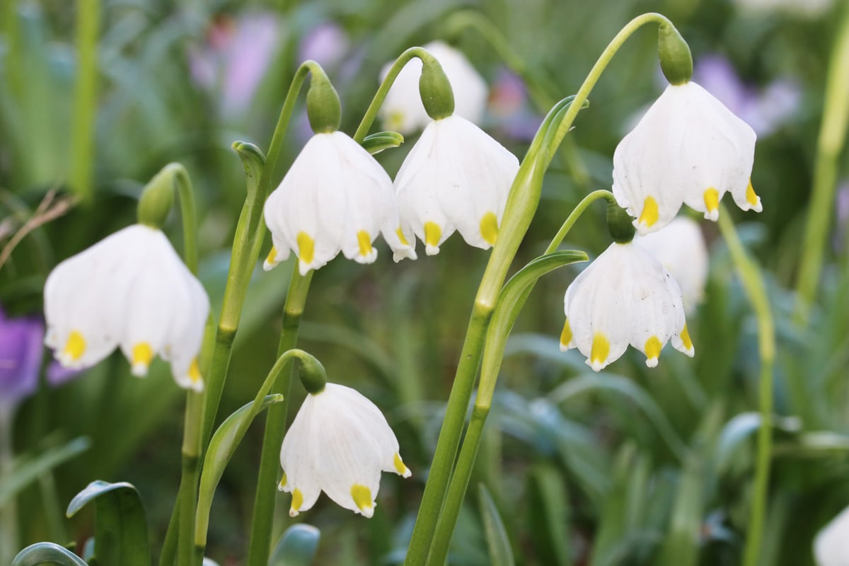 Märzenbecher - Leucojum vernum